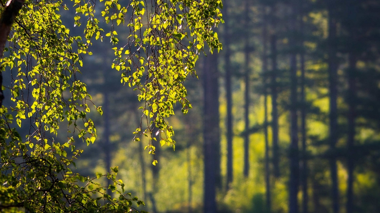 Arbre à Feuilles Vertes Pendant la Journée. Wallpaper in 1280x720 Resolution