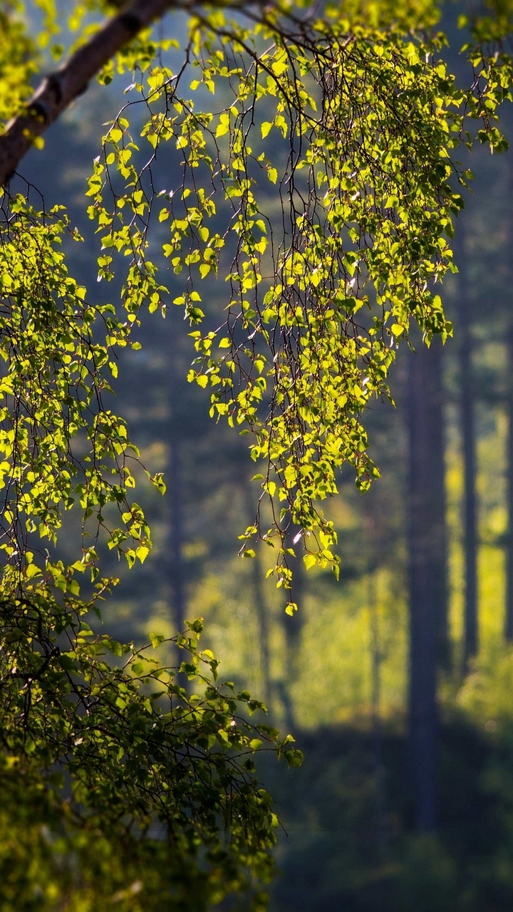 Green Leaf Tree During Daytime. Wallpaper in 720x1280 Resolution