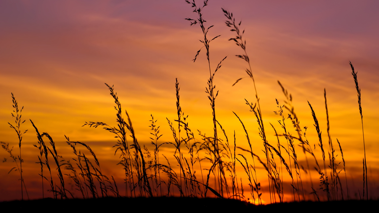 Silhouette of Grass During Sunset. Wallpaper in 1280x720 Resolution