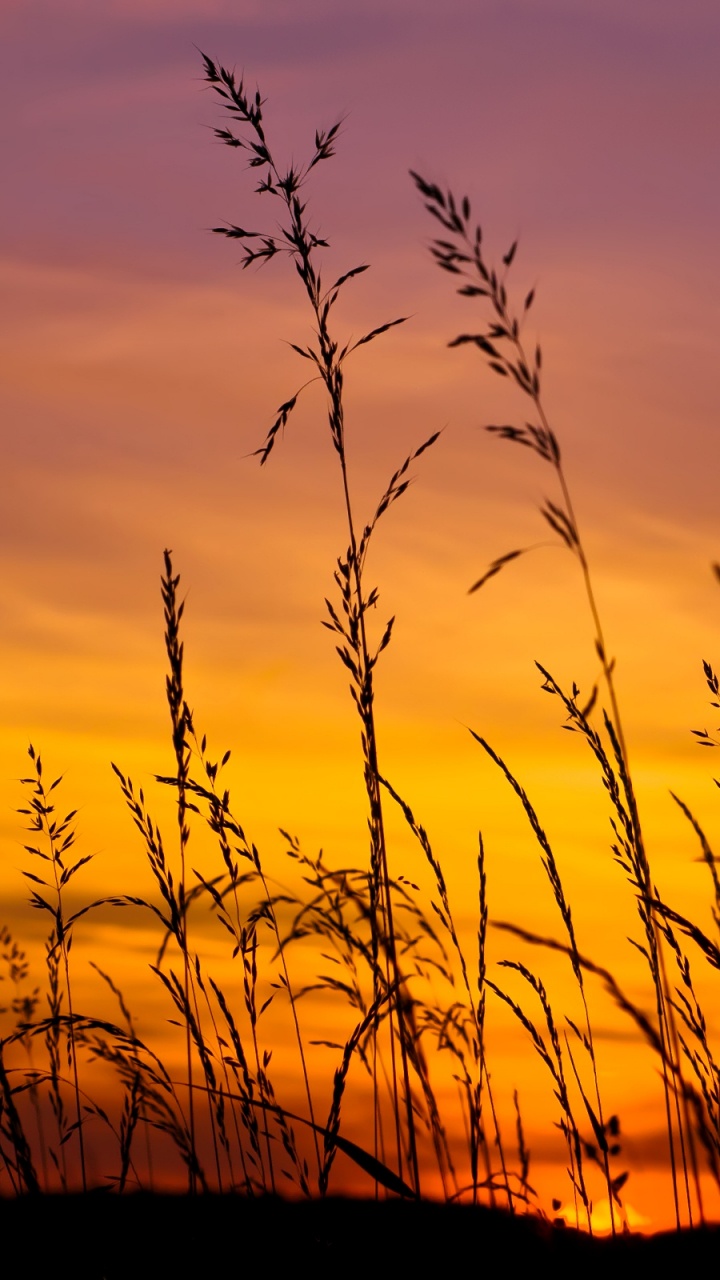 Silhouette D'herbe Pendant le Coucher du Soleil. Wallpaper in 720x1280 Resolution