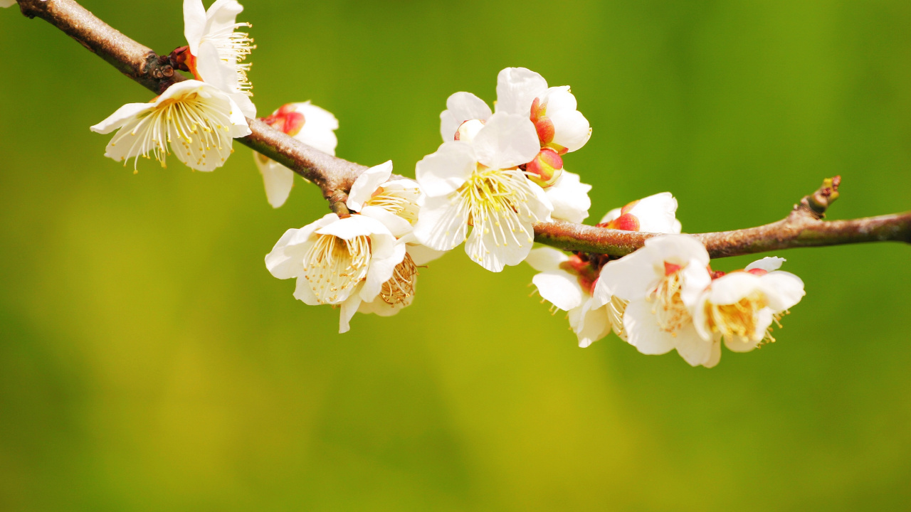 White Cherry Blossom in Close up Photography. Wallpaper in 1280x720 Resolution