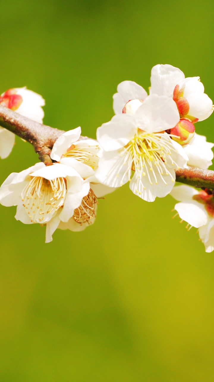 White Cherry Blossom in Close up Photography. Wallpaper in 720x1280 Resolution