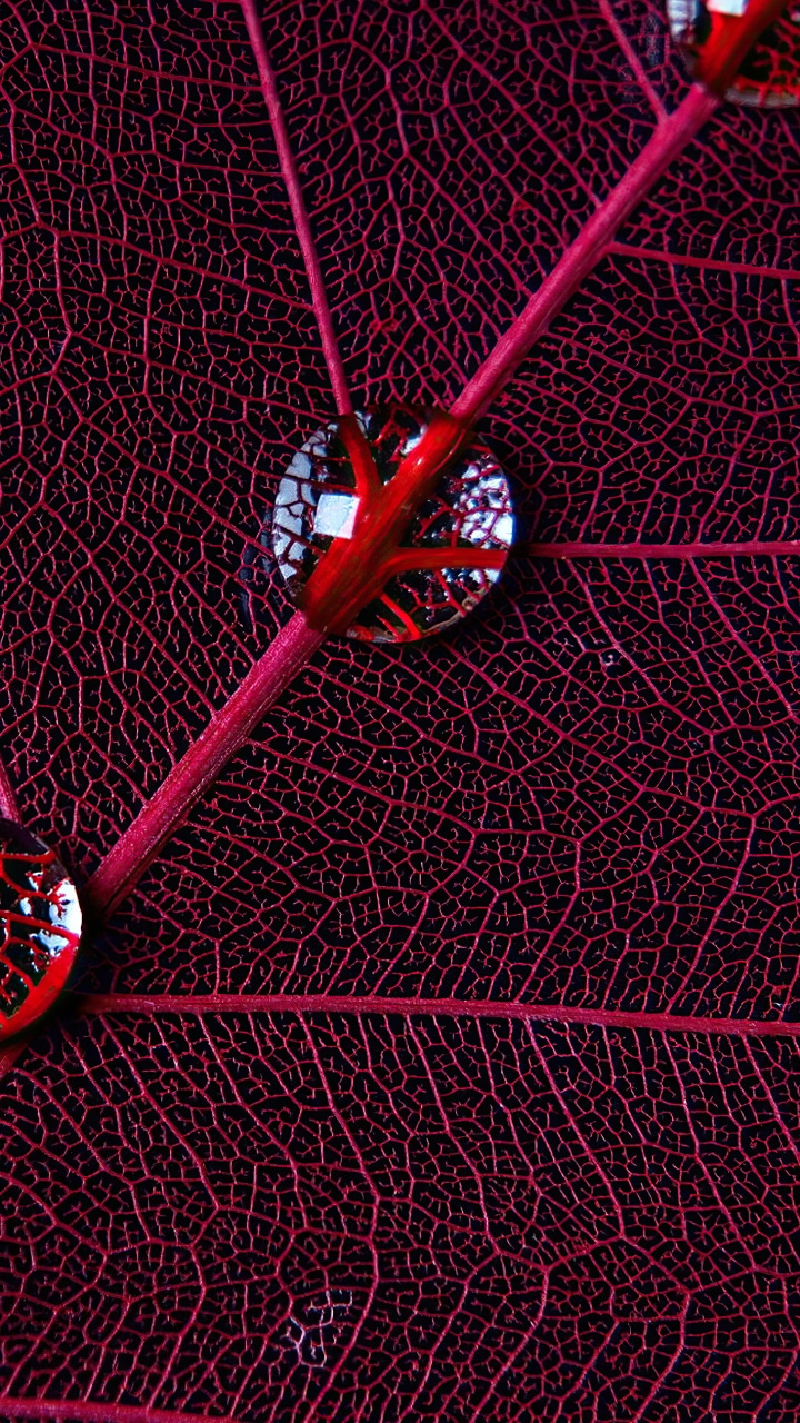 Cercle, Graphisme, Eau, Textile, Purple. Wallpaper in 720x1280 Resolution