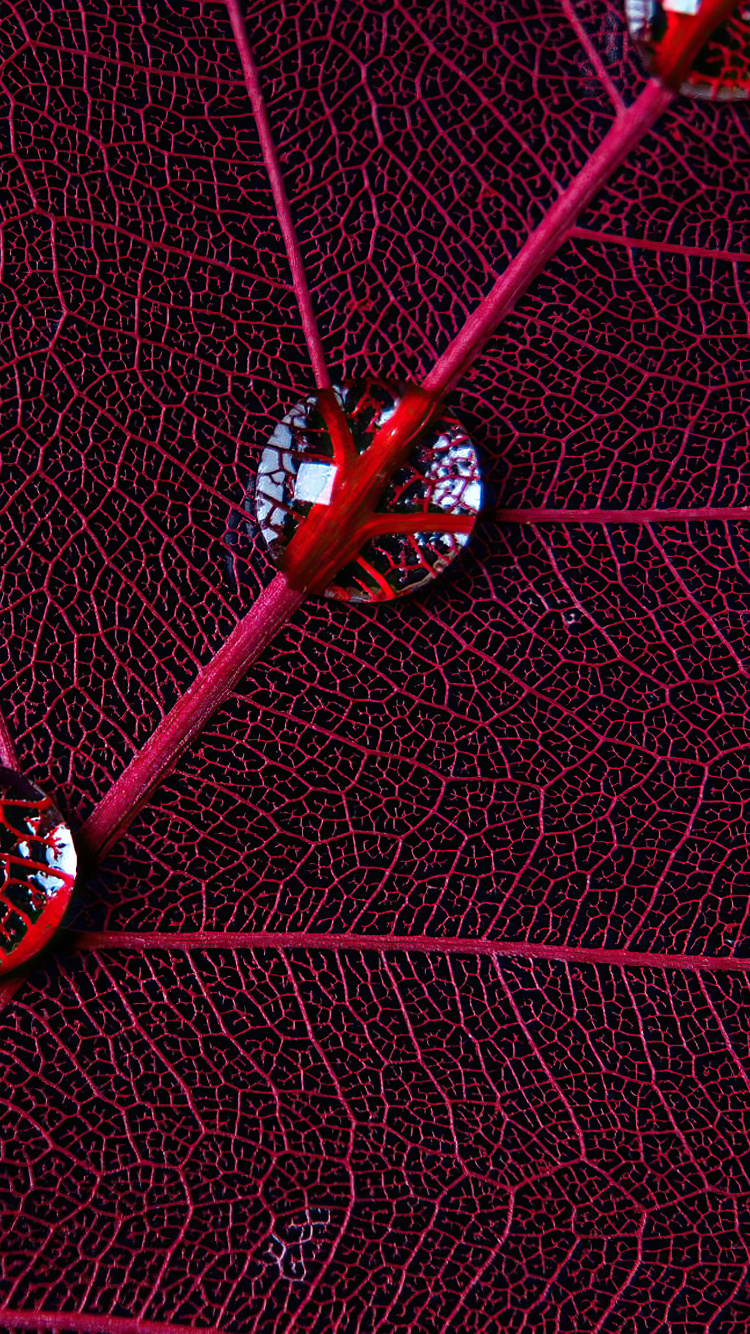 Cercle, Graphisme, Eau, Textile, Purple. Wallpaper in 750x1334 Resolution