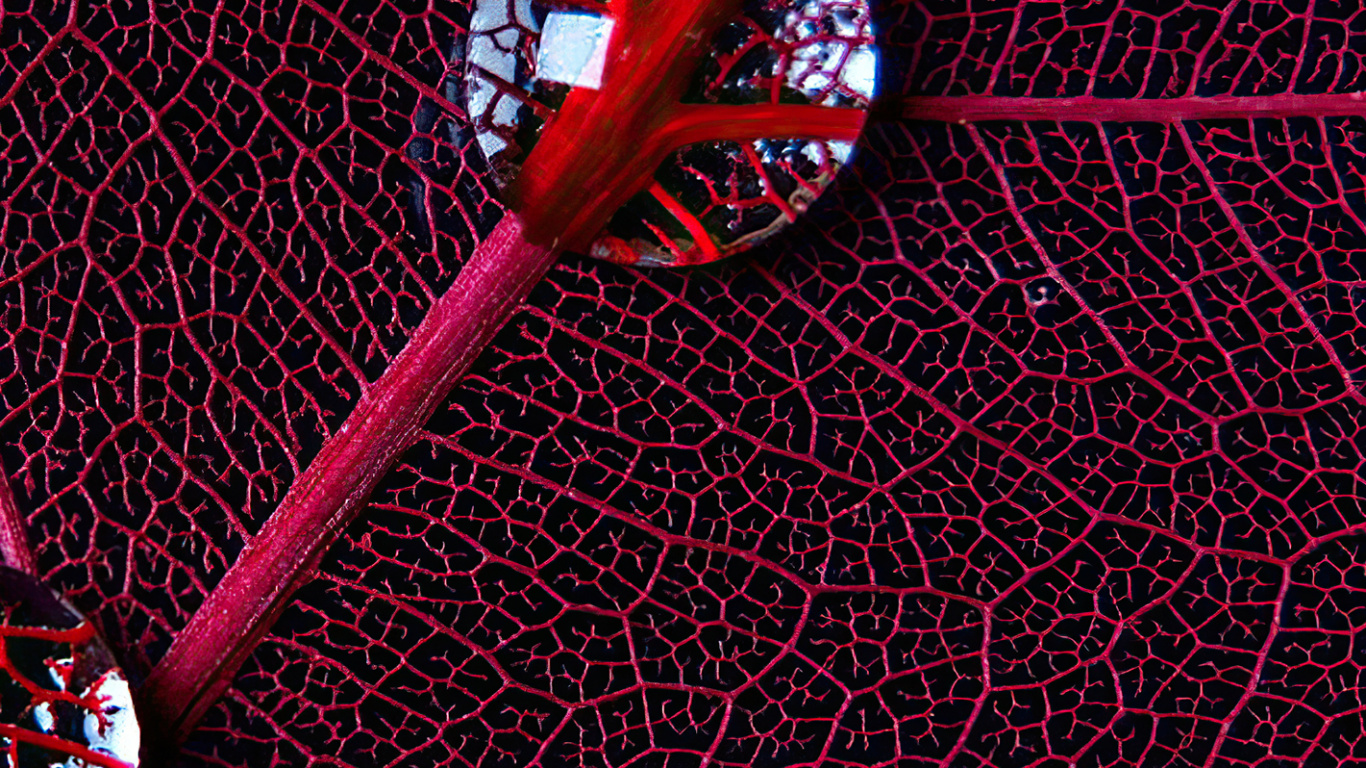 Circulo, Diseño Gráfico, Agua, Textil, Morado. Wallpaper in 1366x768 Resolution