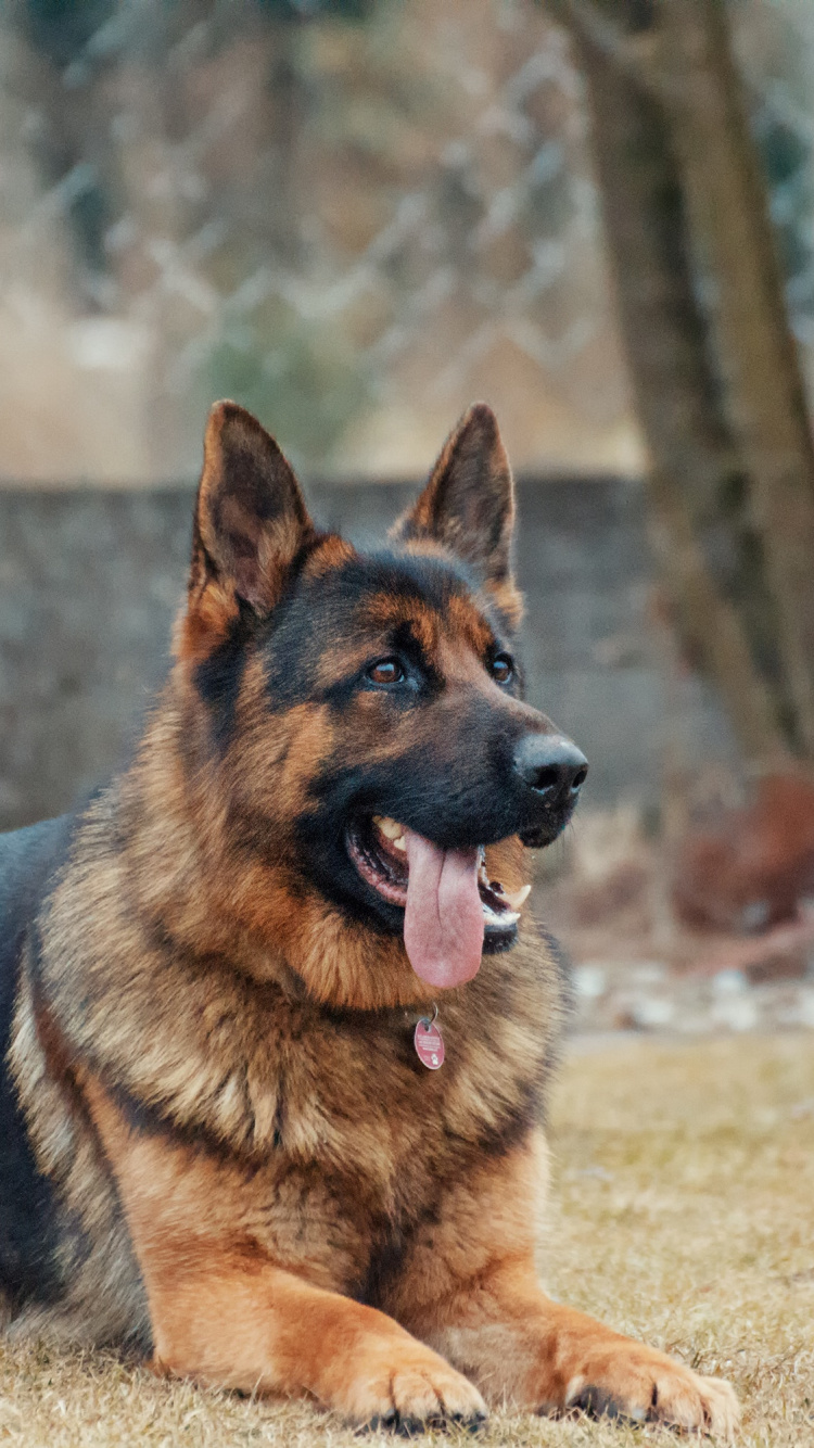 Black and Tan German Shepherd on Green Grass Field During Daytime. Wallpaper in 750x1334 Resolution