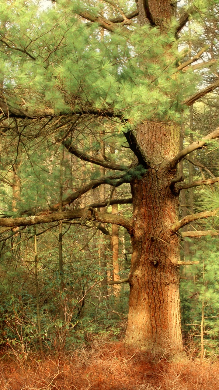 Tagsüber Grüne Und Braune Bäume. Wallpaper in 720x1280 Resolution