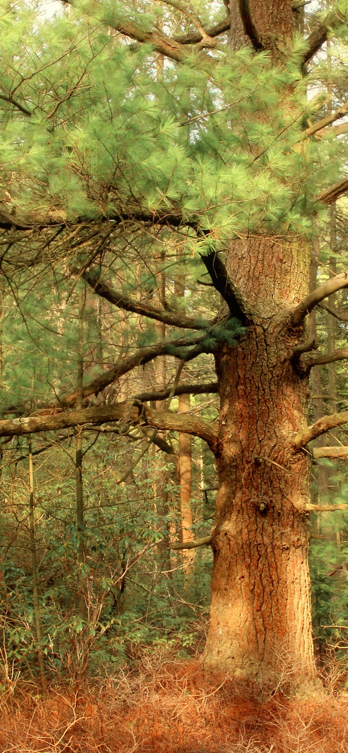 Arbres Verts et Bruns Pendant la Journée. Wallpaper in 1125x2436 Resolution