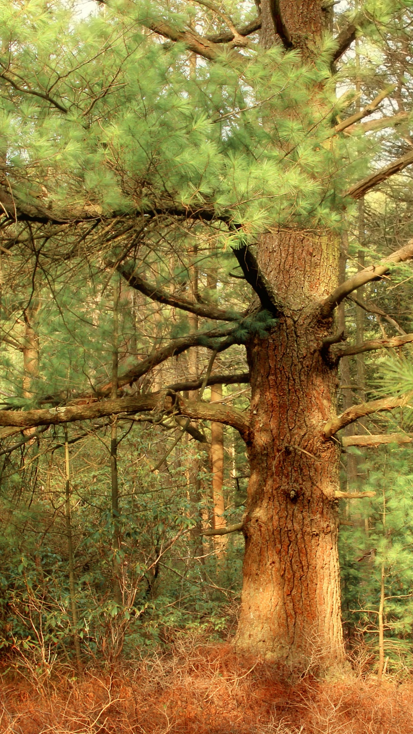 Arbres Verts et Bruns Pendant la Journée. Wallpaper in 1440x2560 Resolution