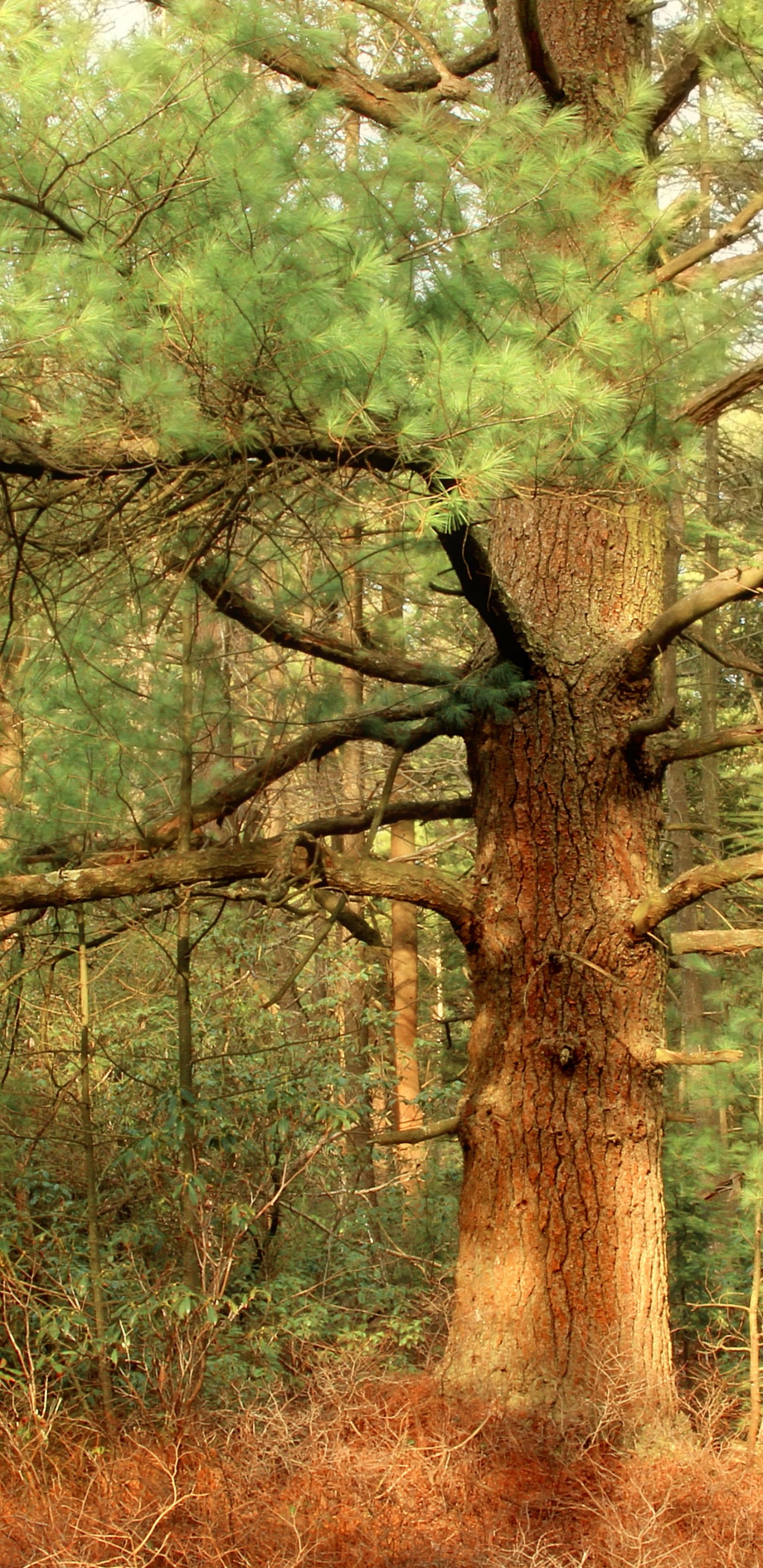 植被, 林地, 针叶树, 森林, 橡树 壁纸 1440x2960 允许