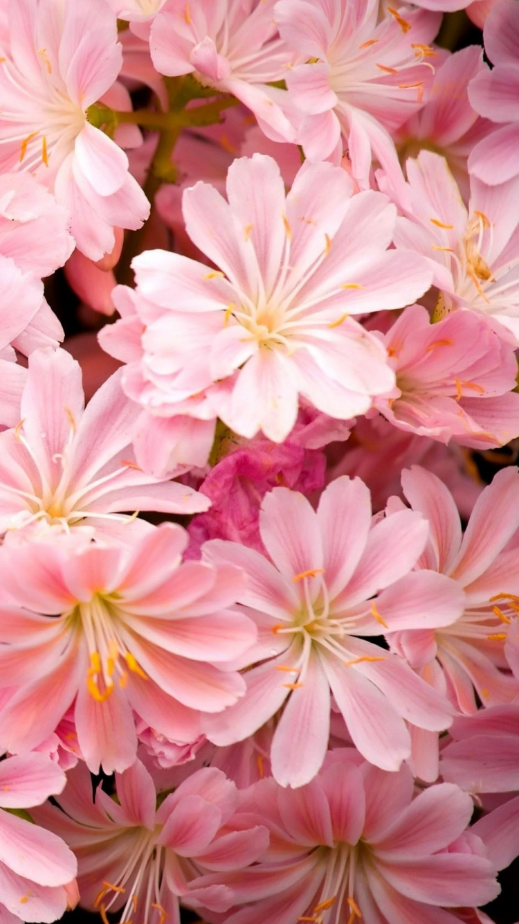 Pink and White Flowers With Green Leaves. Wallpaper in 750x1334 Resolution