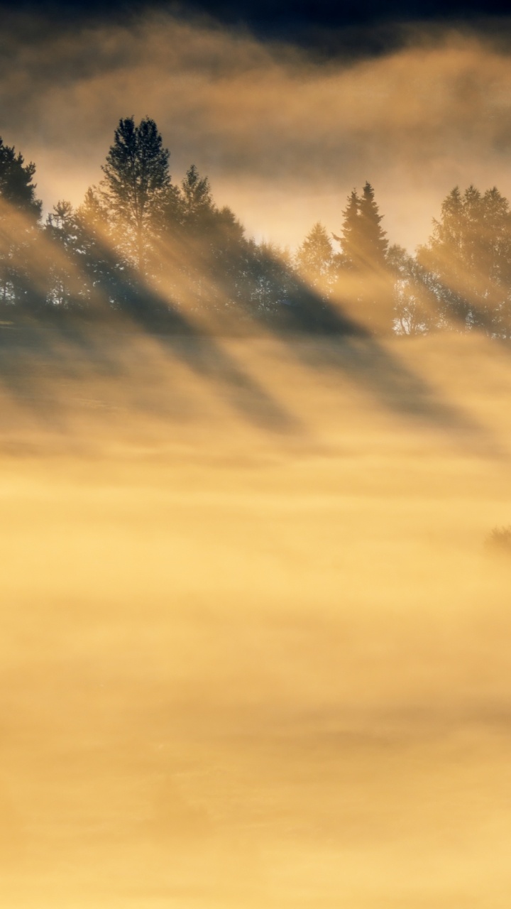 Arbres Verts Sous un Ciel Nuageux Pendant la Journée. Wallpaper in 720x1280 Resolution