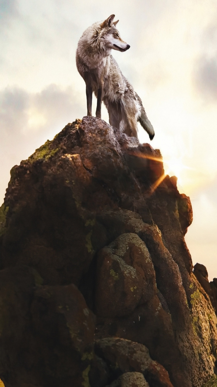 Parque de Sueños, Lobo, el Parque Nacional de Yosemite, Cartel, Naturaleza. Wallpaper in 750x1334 Resolution