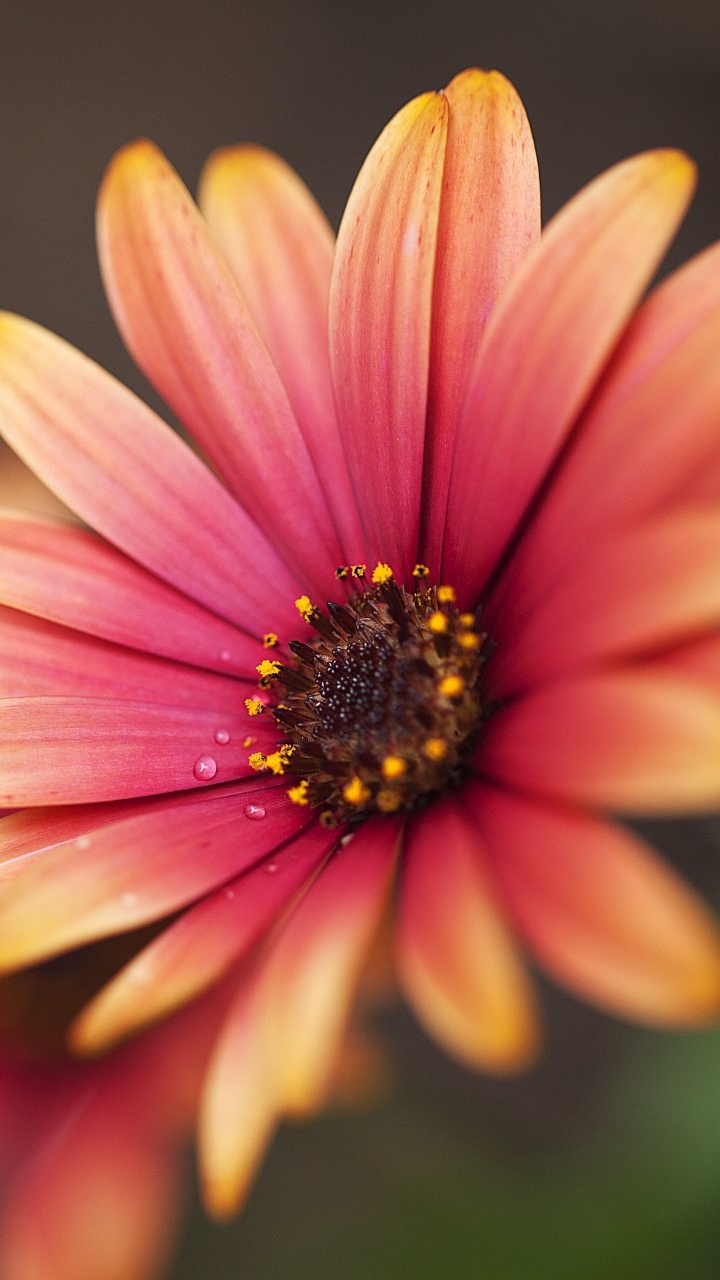 Fleur Rose et Jaune en Macro Shot. Wallpaper in 720x1280 Resolution
