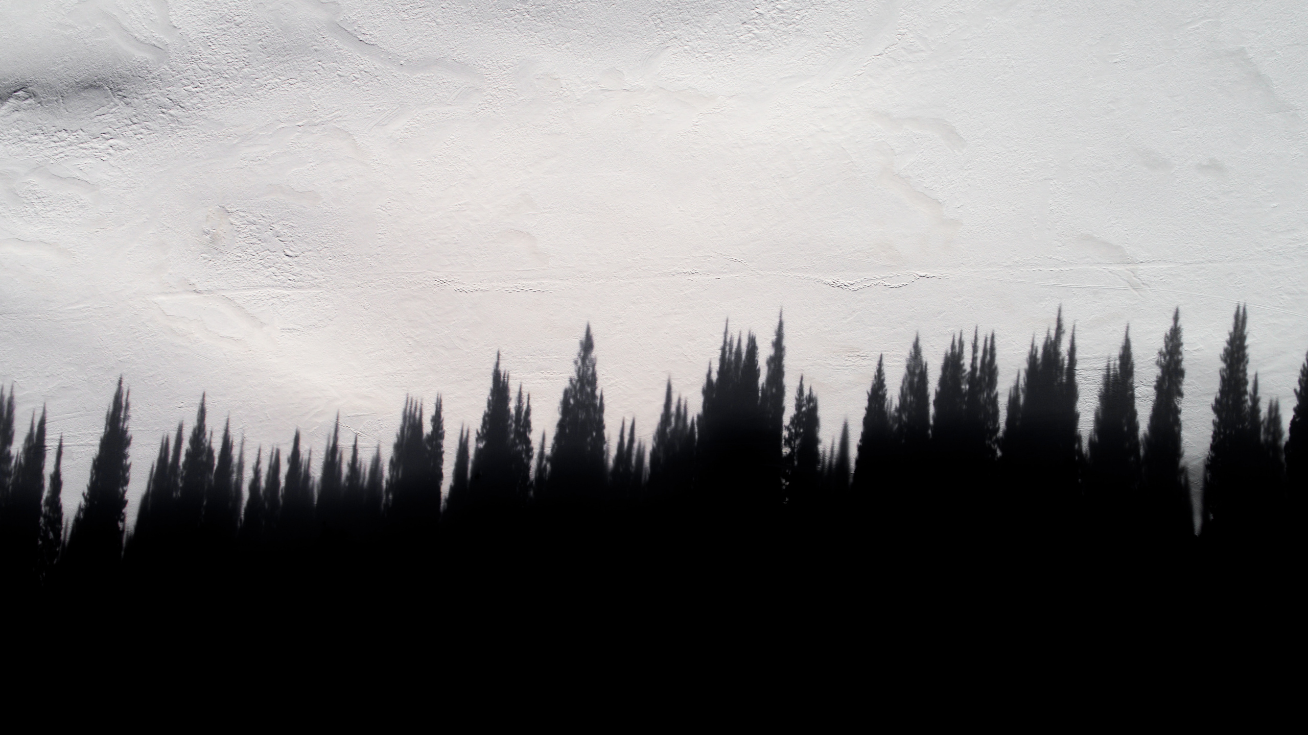 Silhouette of Trees During Daytime. Wallpaper in 2560x1440 Resolution