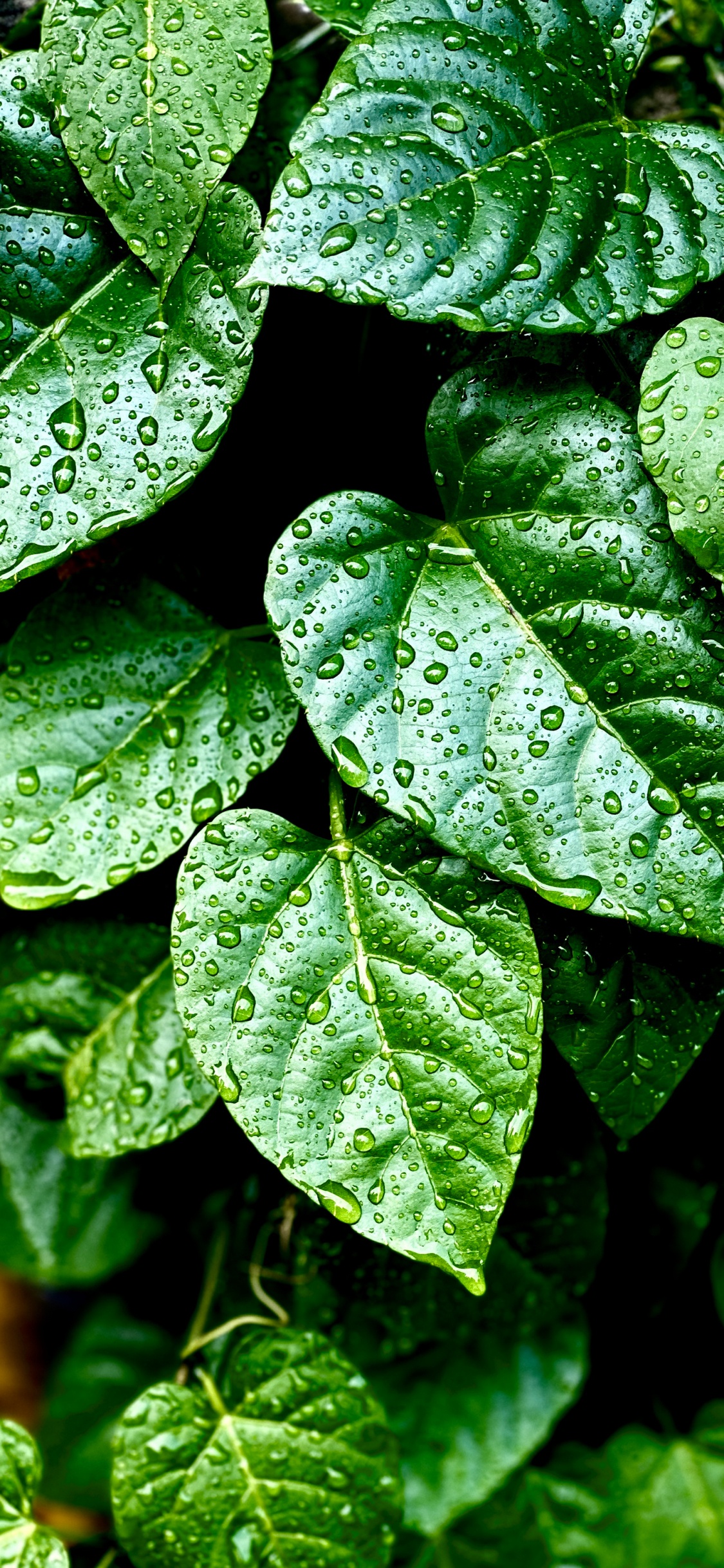 Blatt, Pflanzen, Biologie, Terrestrische Pflanzen, Feuchtigkeit. Wallpaper in 1125x2436 Resolution