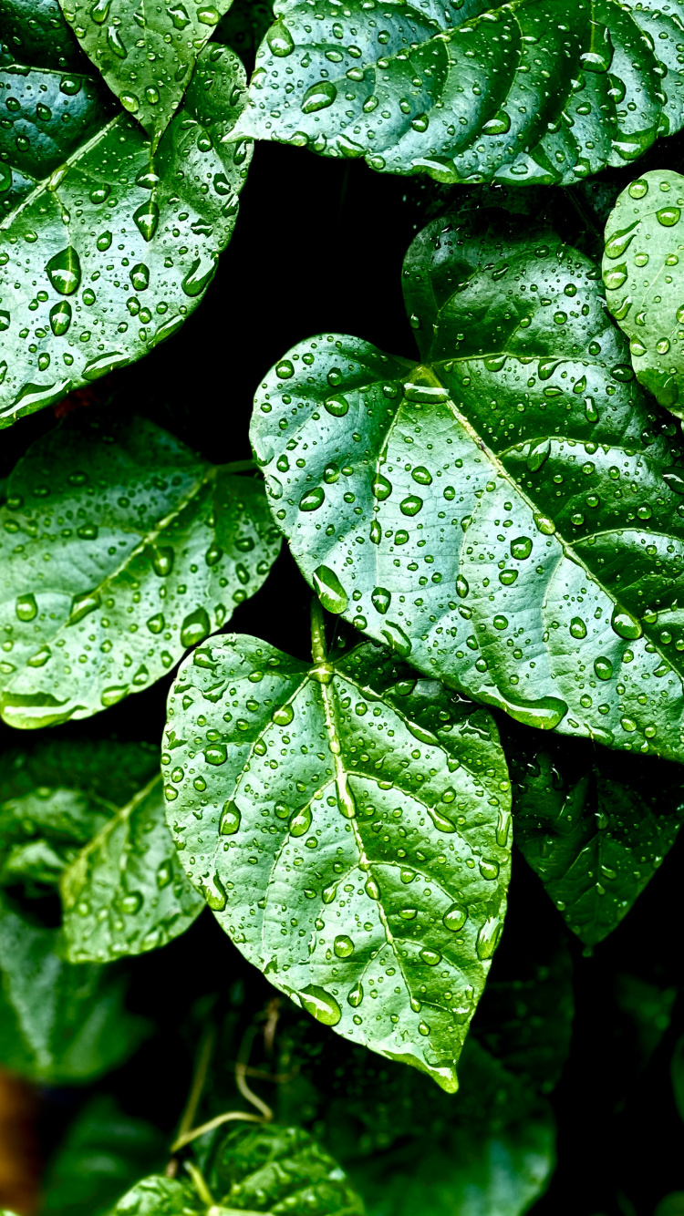 Blatt, Pflanzen, Biologie, Terrestrische Pflanzen, Feuchtigkeit. Wallpaper in 750x1334 Resolution