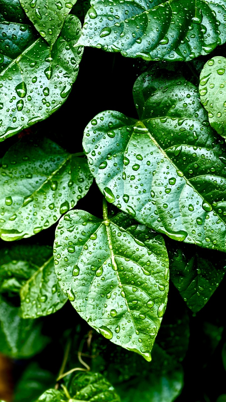 Feuille, Plante, Biologie, Plante Terrestre, Humidité. Wallpaper in 720x1280 Resolution