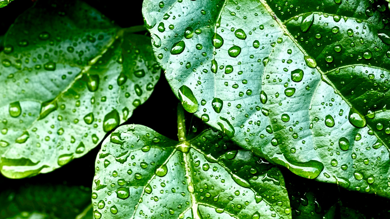 Leaf, Plants, Biology, Terrestrial Plant, Moisture. Wallpaper in 1280x720 Resolution