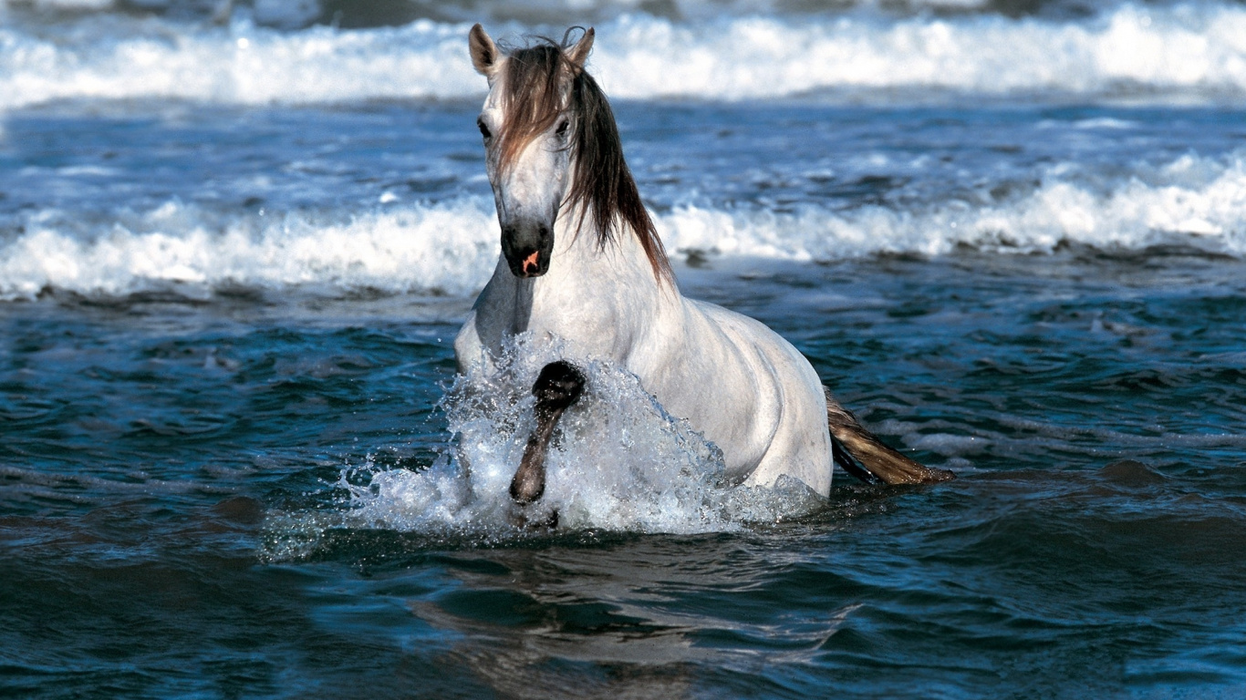 White Horse in Water During Daytime. Wallpaper in 1366x768 Resolution