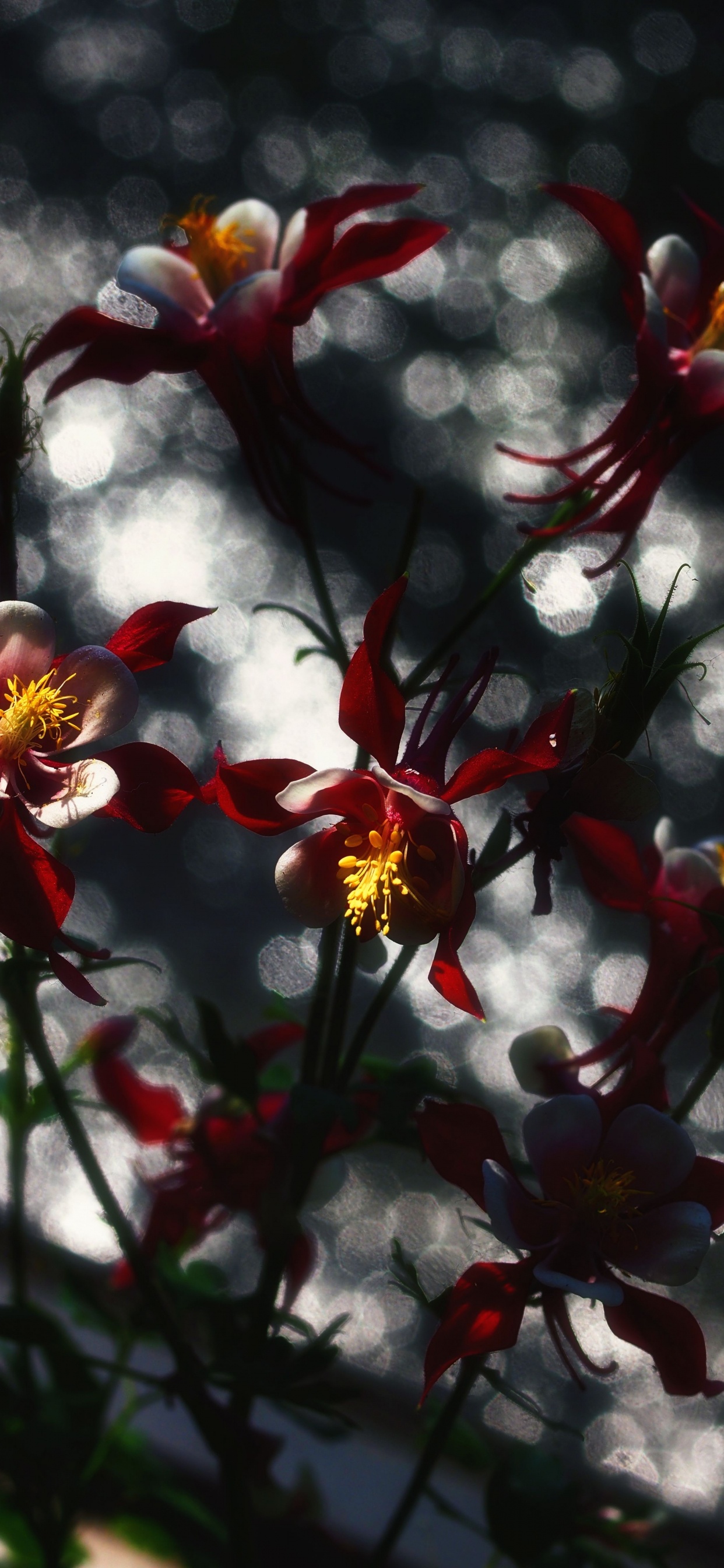 Rote Und Gelbe Blumen in Tilt-Shift-Linse. Wallpaper in 1242x2688 Resolution