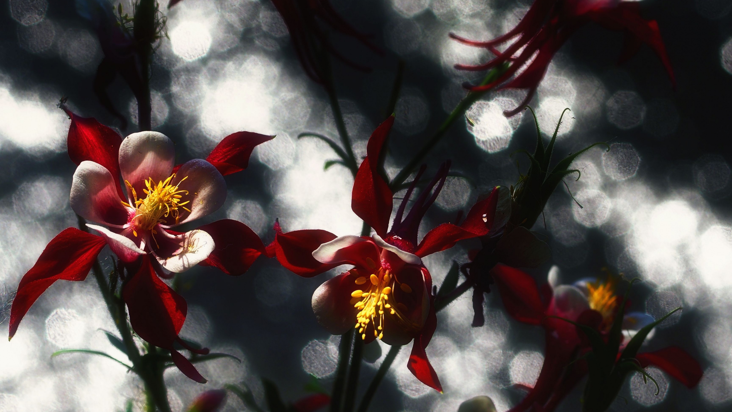 Rote Und Gelbe Blumen in Tilt-Shift-Linse. Wallpaper in 2560x1440 Resolution