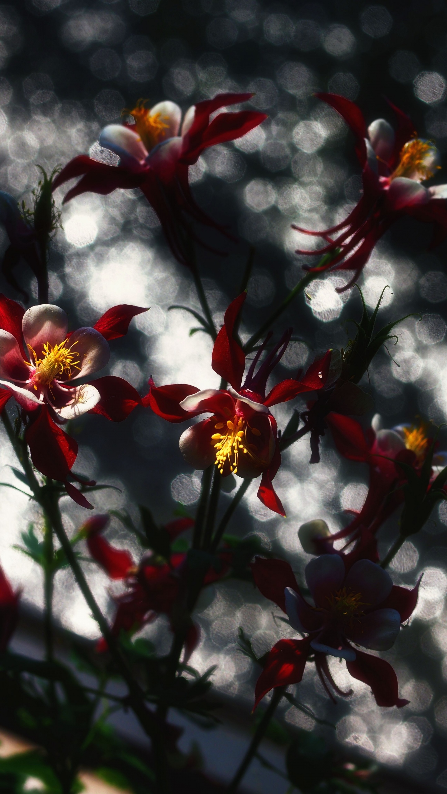 Red and Yellow Flowers in Tilt Shift Lens. Wallpaper in 1440x2560 Resolution