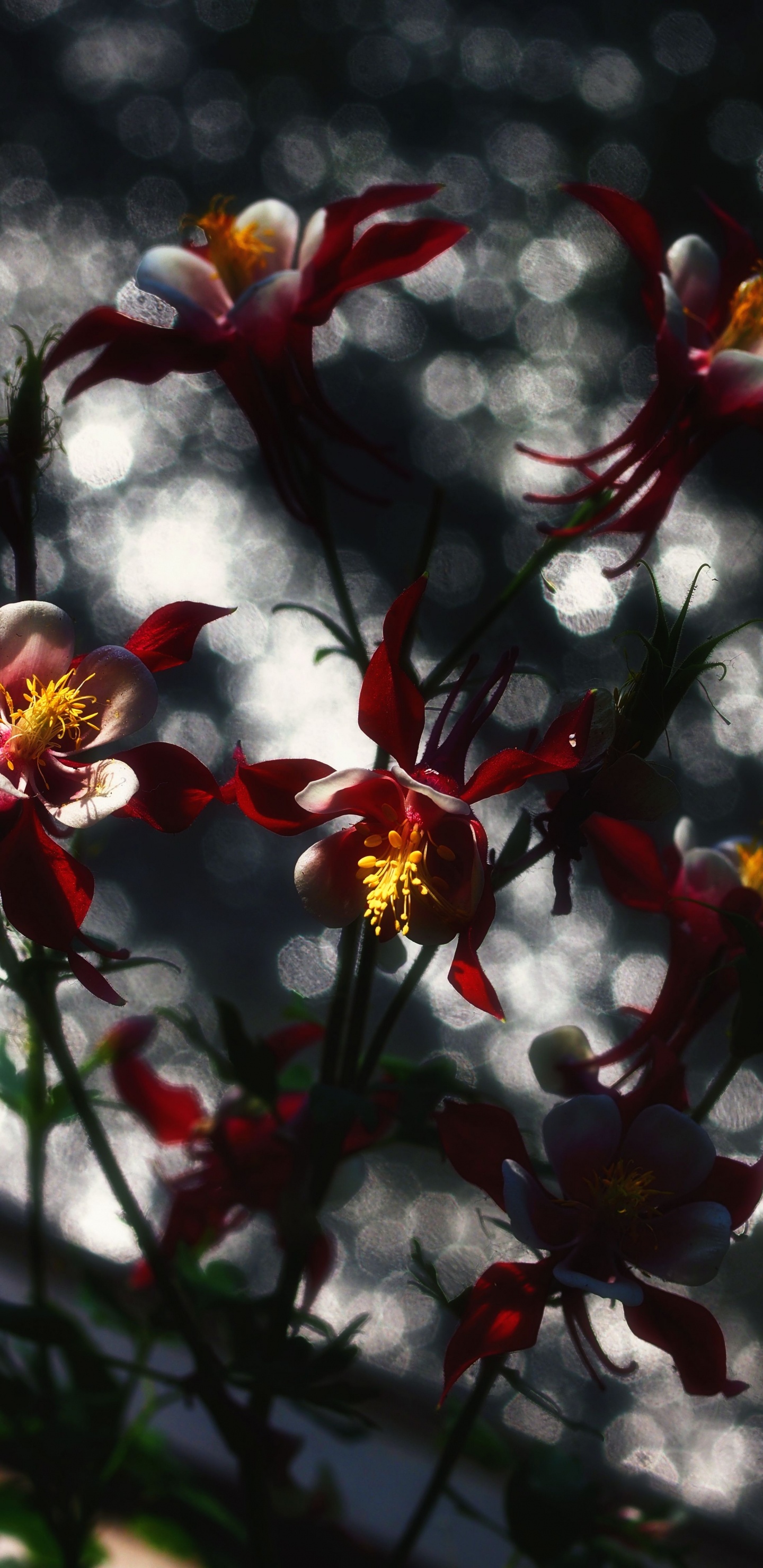 Fleurs Rouges et Jaunes Dans L'objectif à Basculement. Wallpaper in 1440x2960 Resolution