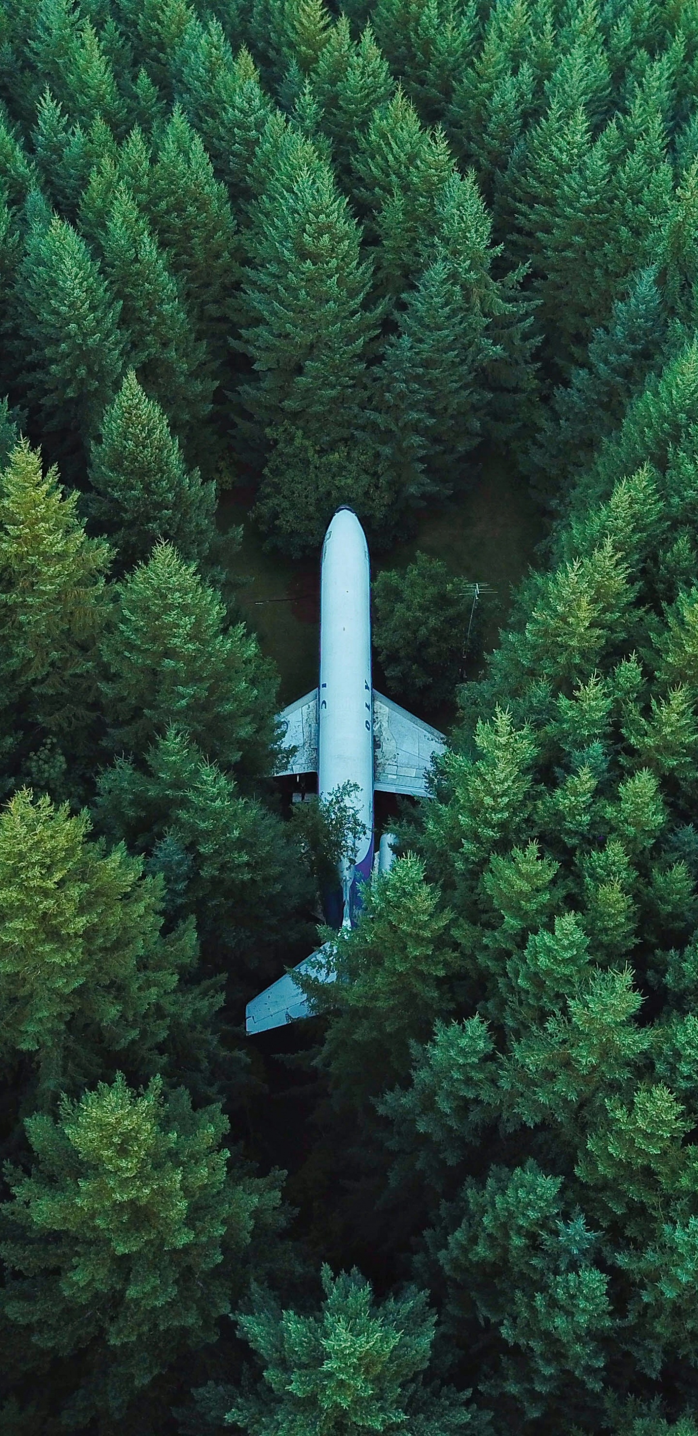 Avión Blanco en el Aire Sobre Pinos Verdes Durante el Día. Wallpaper in 1440x2960 Resolution