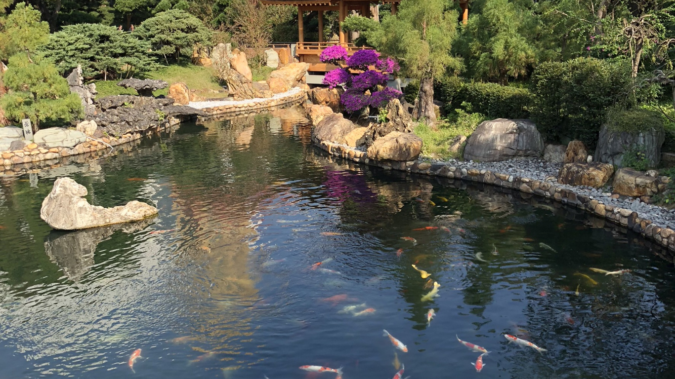 反射, 池塘, 花园, 鱼池塘, 水道 壁纸 1366x768 允许