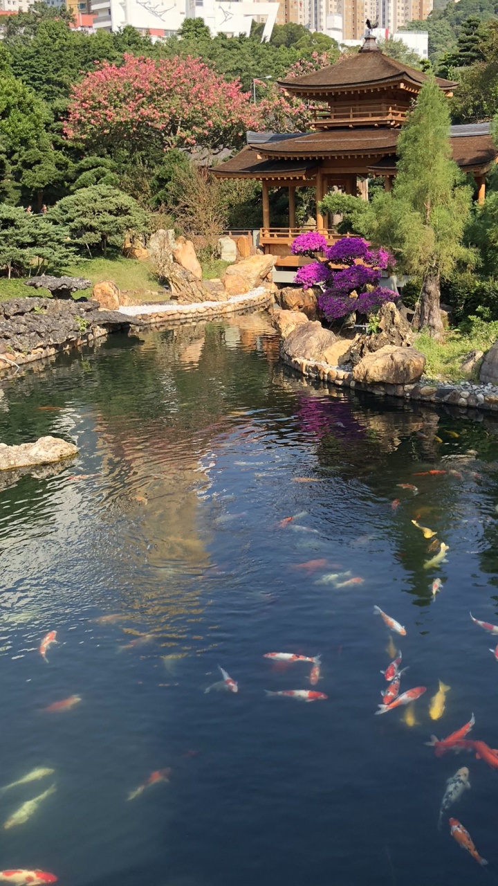 Reflexion, Teich, Garden, Koi, Fischteich. Wallpaper in 720x1280 Resolution