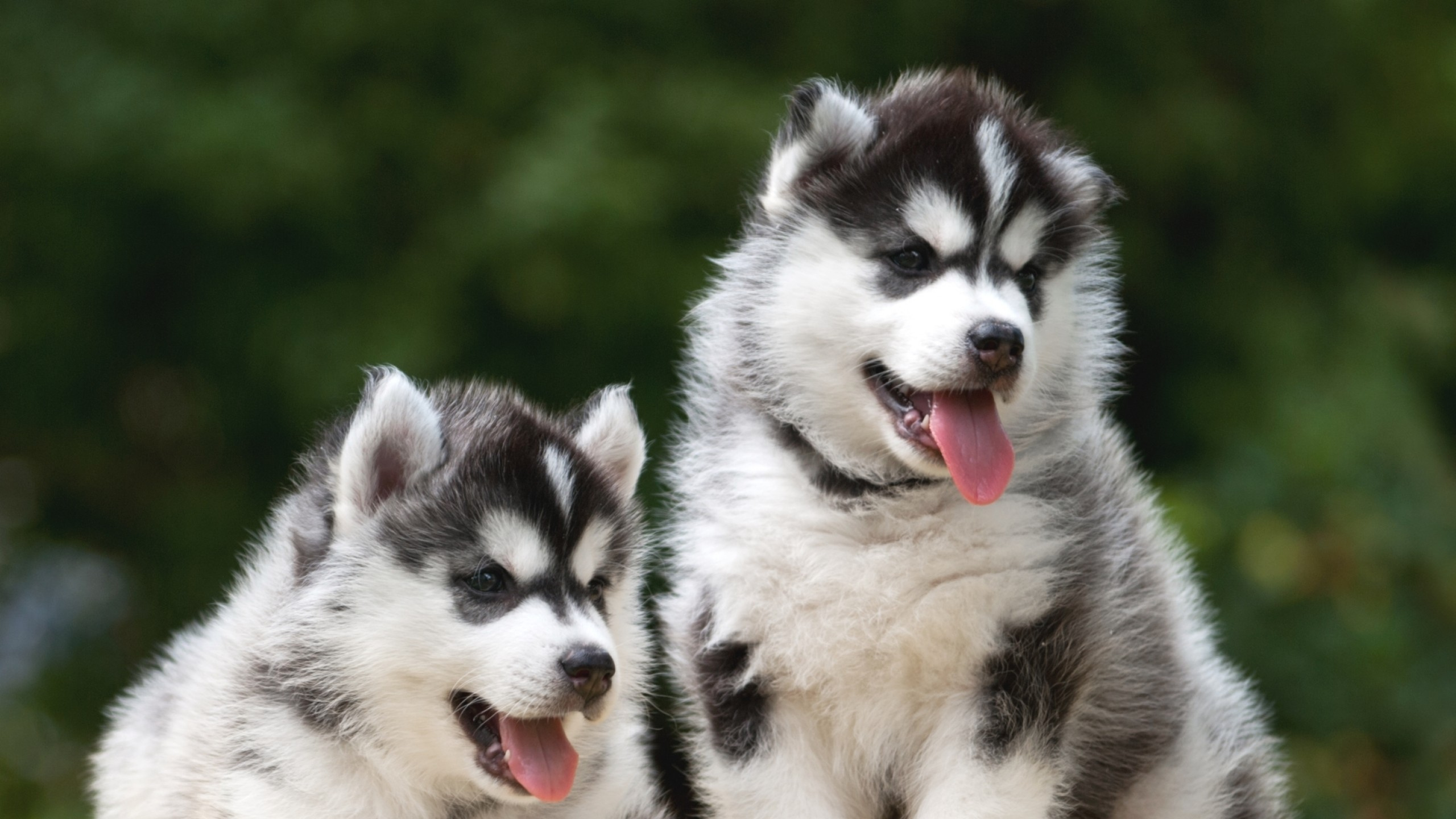 Schwarz-Weiß-Welpen Des Sibirischen Huskys. Wallpaper in 2560x1440 Resolution