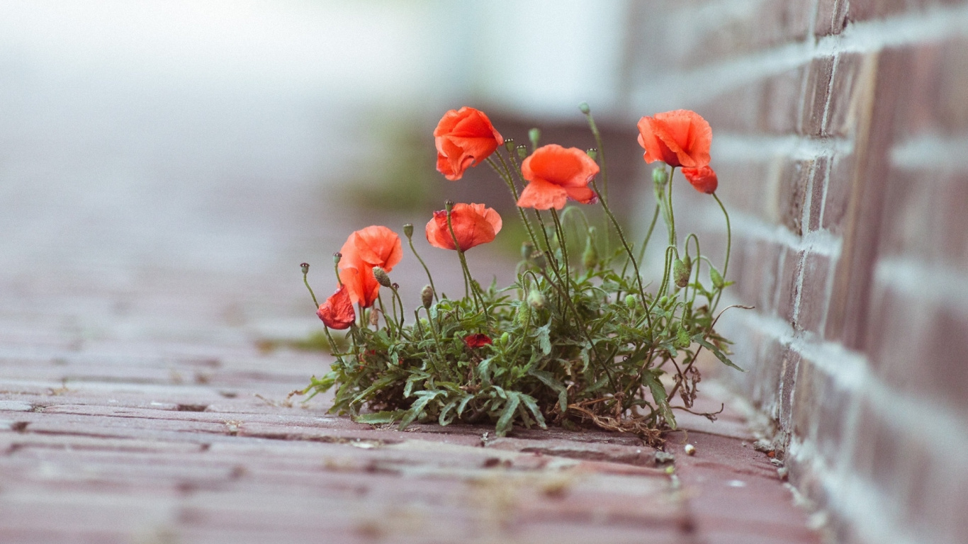 Red Flowers on Brown Soil. Wallpaper in 1366x768 Resolution