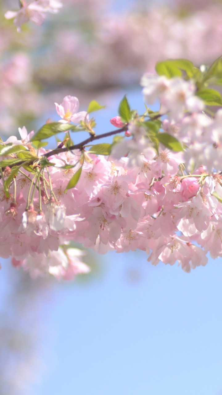 Pink and White Flowers in Tilt Shift Lens. Wallpaper in 720x1280 Resolution