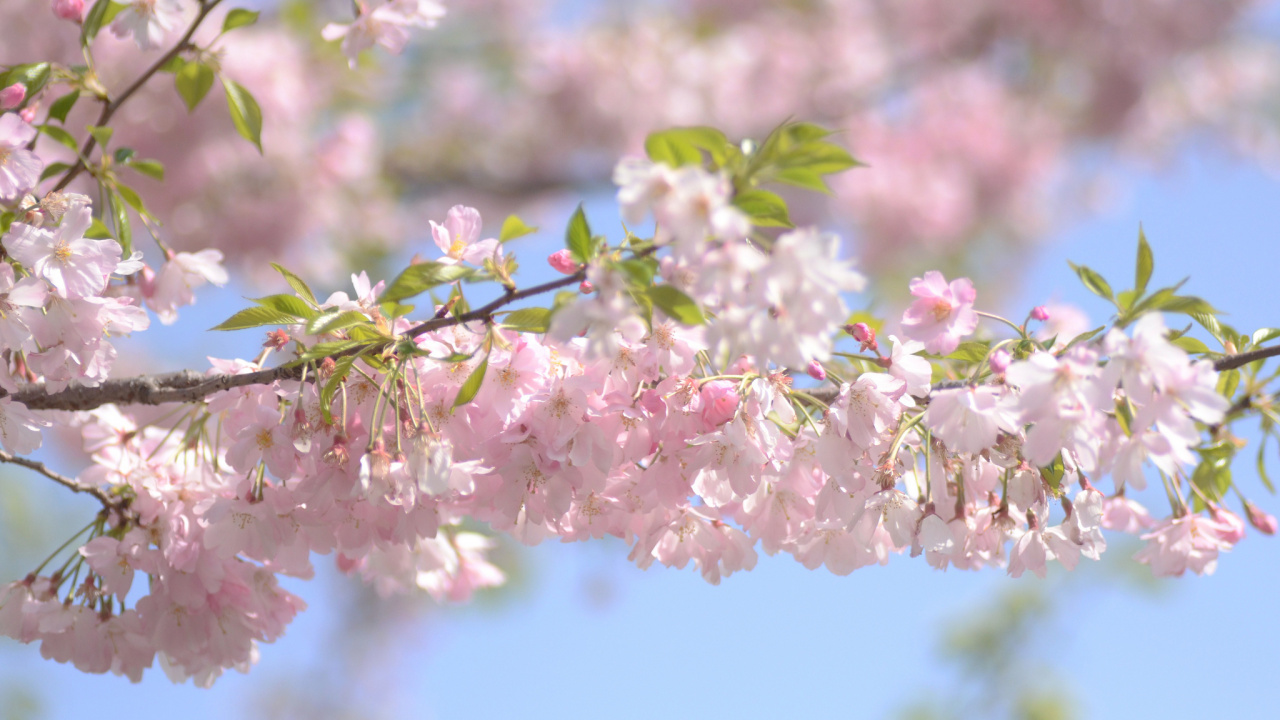 弹簧, 开花, 粉红色, 樱花, 树枝 壁纸 1280x720 允许