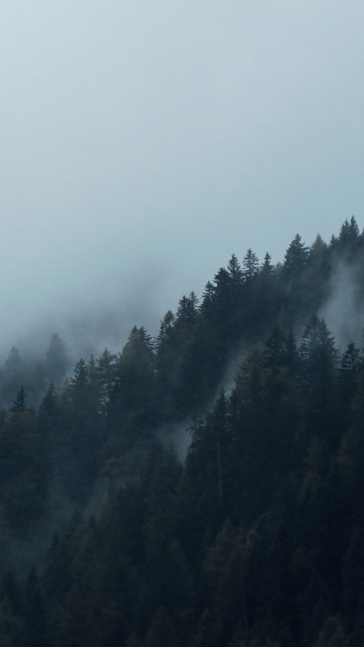 Árboles Verdes Cubiertos de Niebla. Wallpaper in 1440x2560 Resolution