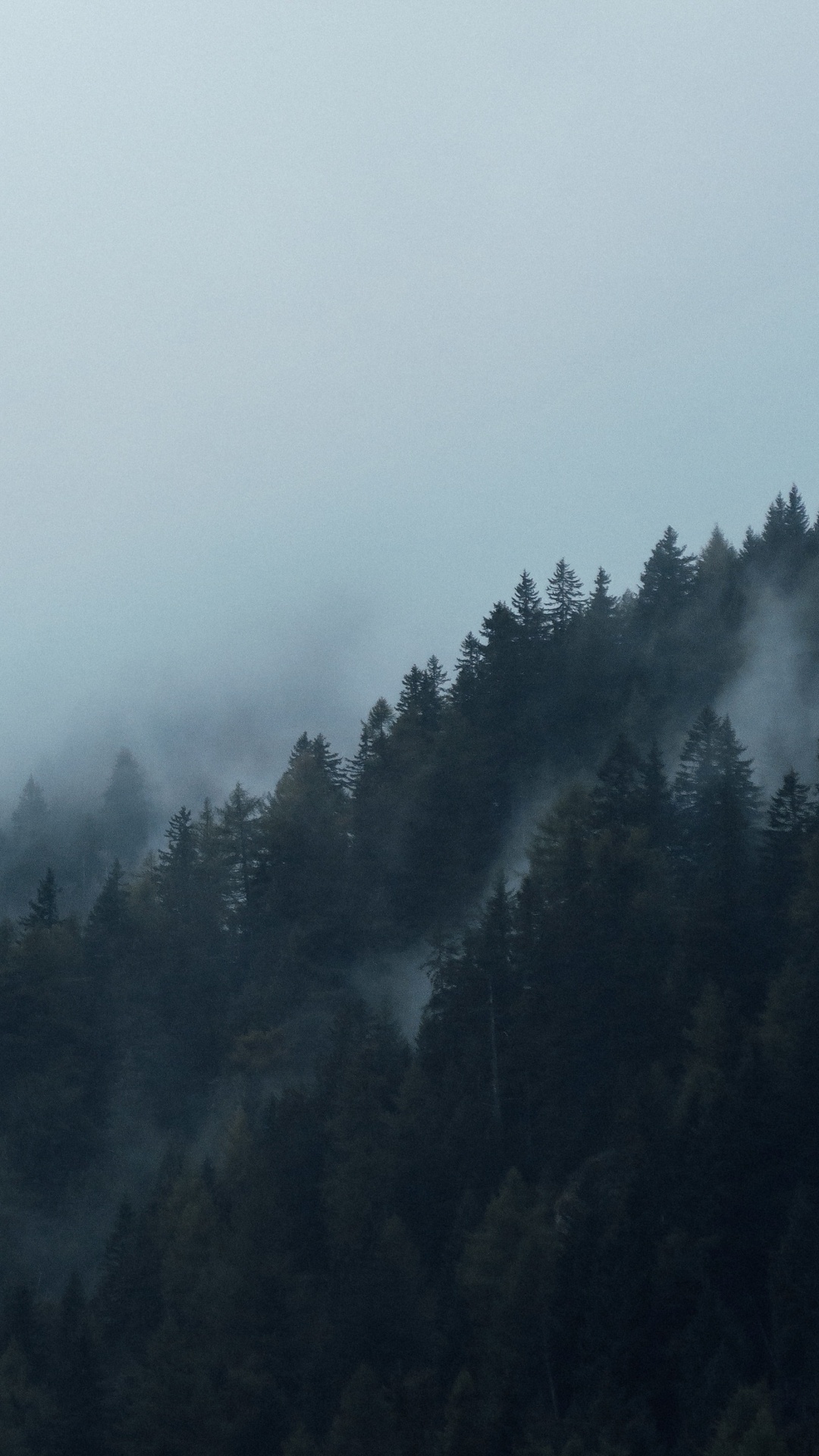 Grüne Bäume Von Nebel Bedeckt. Wallpaper in 1080x1920 Resolution