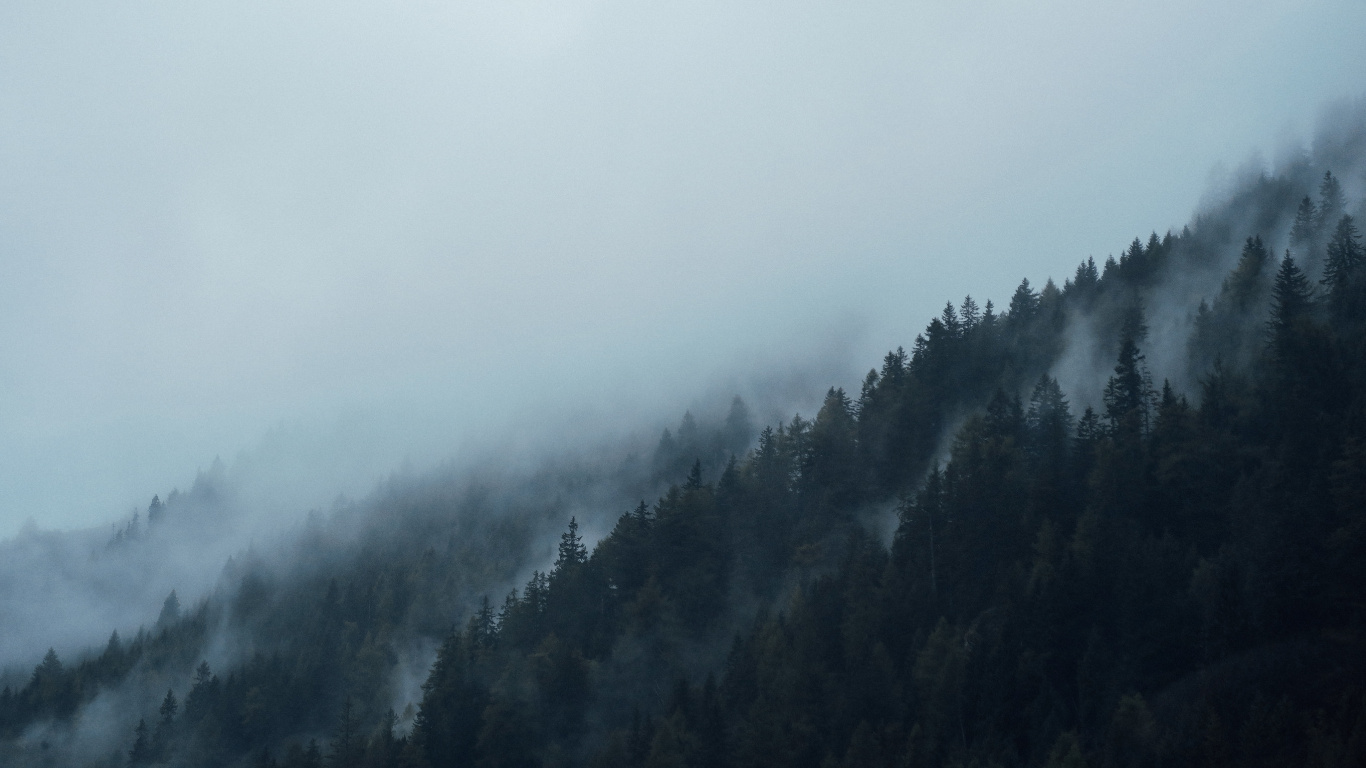 Grüne Bäume Von Nebel Bedeckt. Wallpaper in 1366x768 Resolution