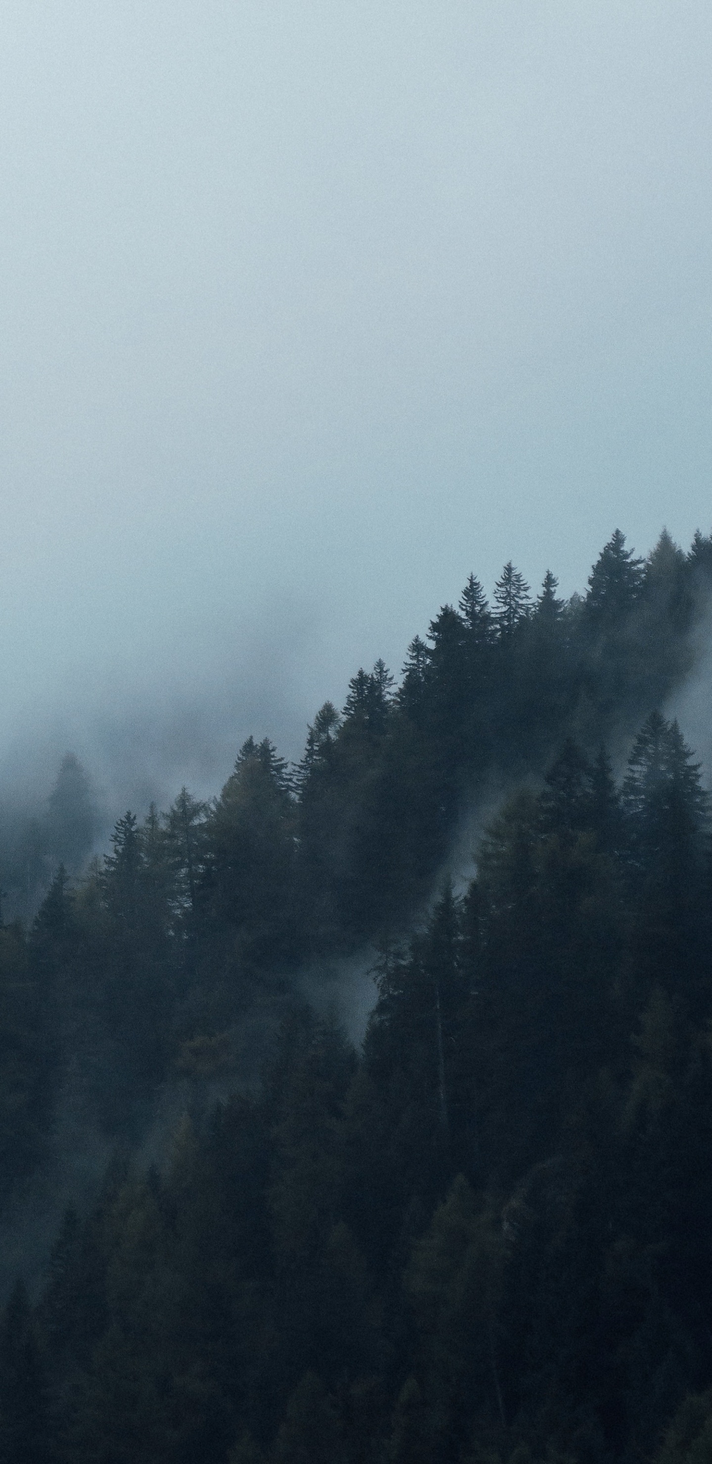 Grüne Bäume Von Nebel Bedeckt. Wallpaper in 1440x2960 Resolution