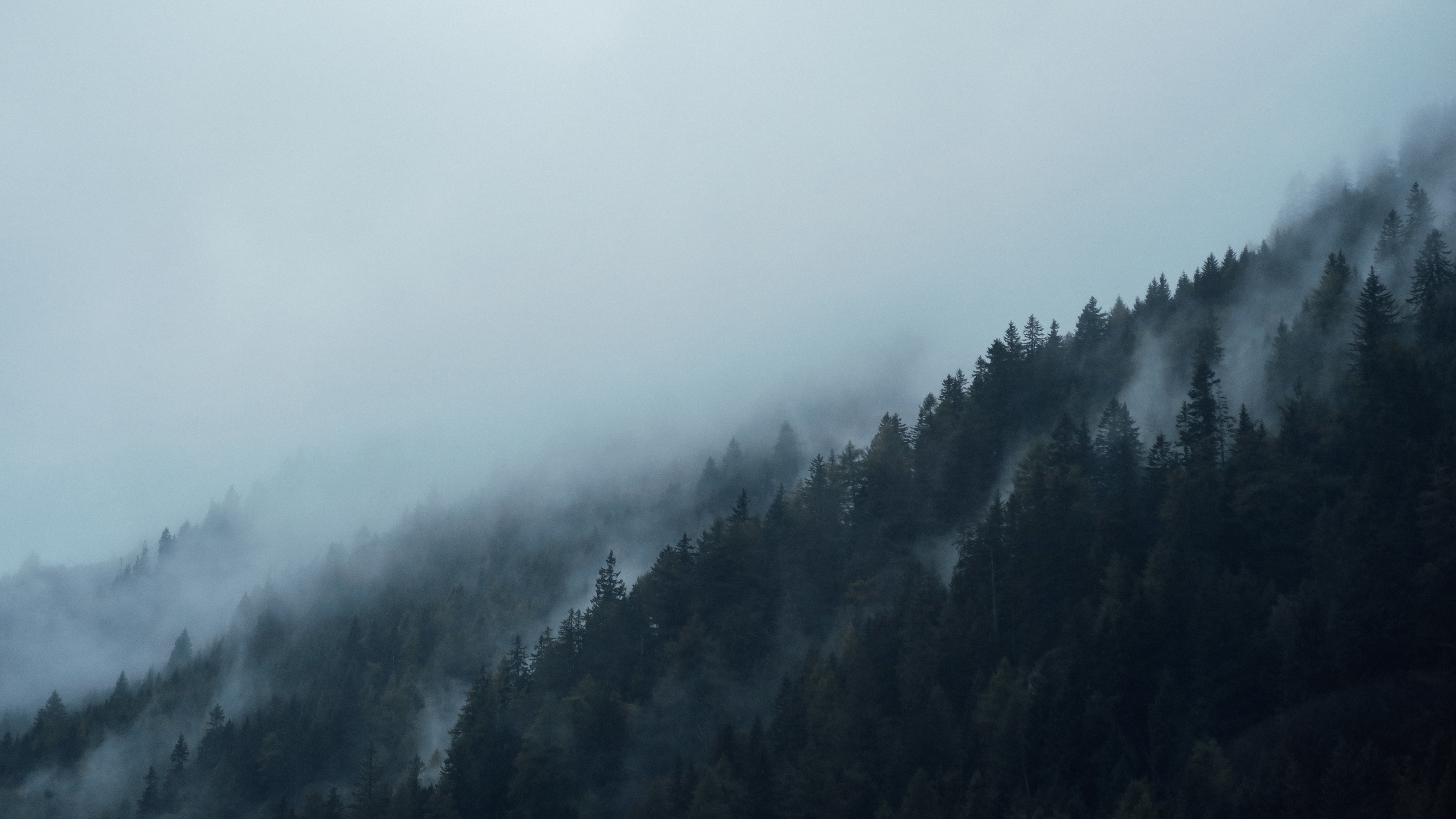 Grüne Bäume Von Nebel Bedeckt. Wallpaper in 2560x1440 Resolution