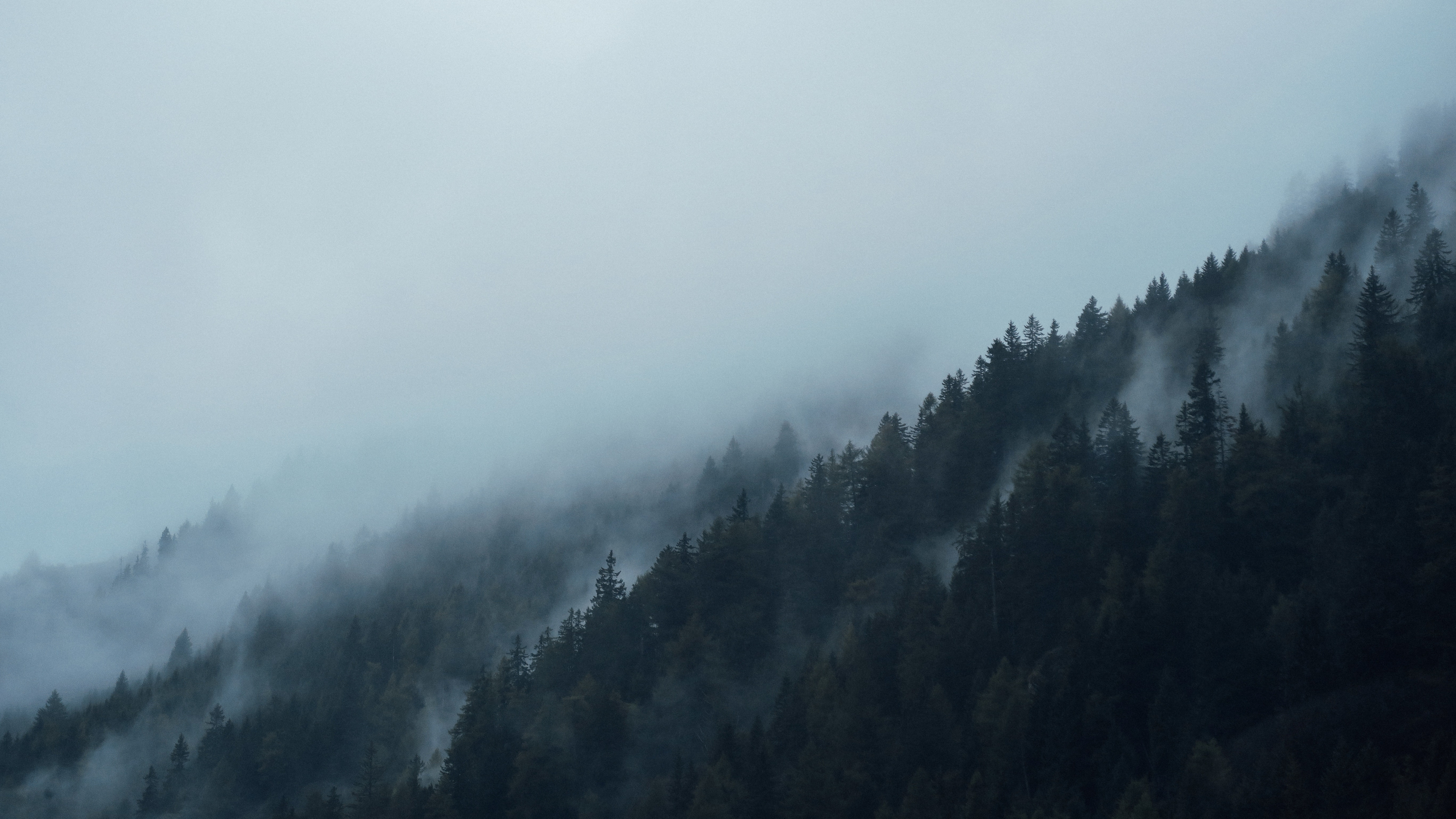 Grüne Bäume Von Nebel Bedeckt. Wallpaper in 3840x2160 Resolution