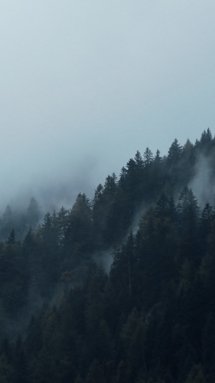 Grüne Bäume Von Nebel Bedeckt. Wallpaper in 720x1280 Resolution