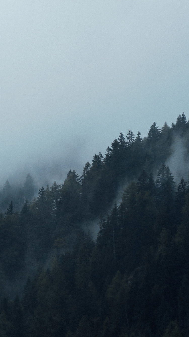 Grüne Bäume Von Nebel Bedeckt. Wallpaper in 750x1334 Resolution