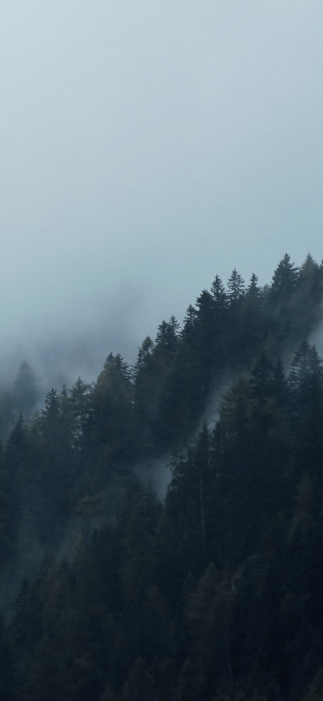雾, 阴霾, 多山的地貌, 气氛, 针叶树 壁纸 1125x2436 允许