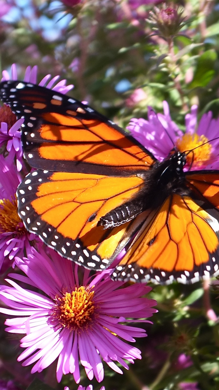 Monarch Butterfly Perched on Purple Flower in Close up Photography During Daytime. Wallpaper in 720x1280 Resolution