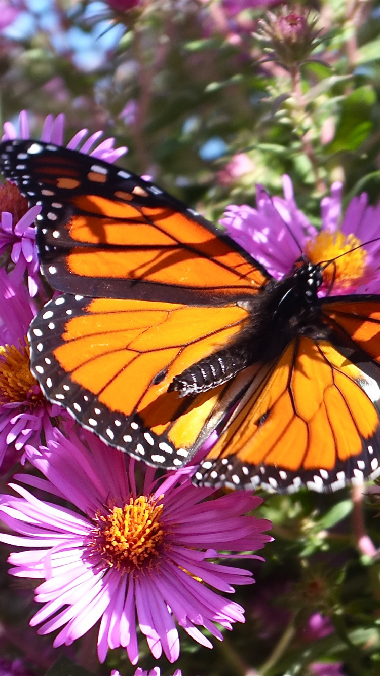 Monarch Butterfly Perched on Purple Flower in Close up Photography During Daytime. Wallpaper in 750x1334 Resolution
