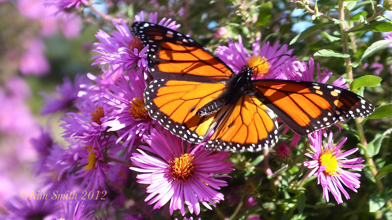 Monarchfalter Thront Auf Lila Blume in Nahaufnahme Während Des Tages. Wallpaper in 1366x768 Resolution