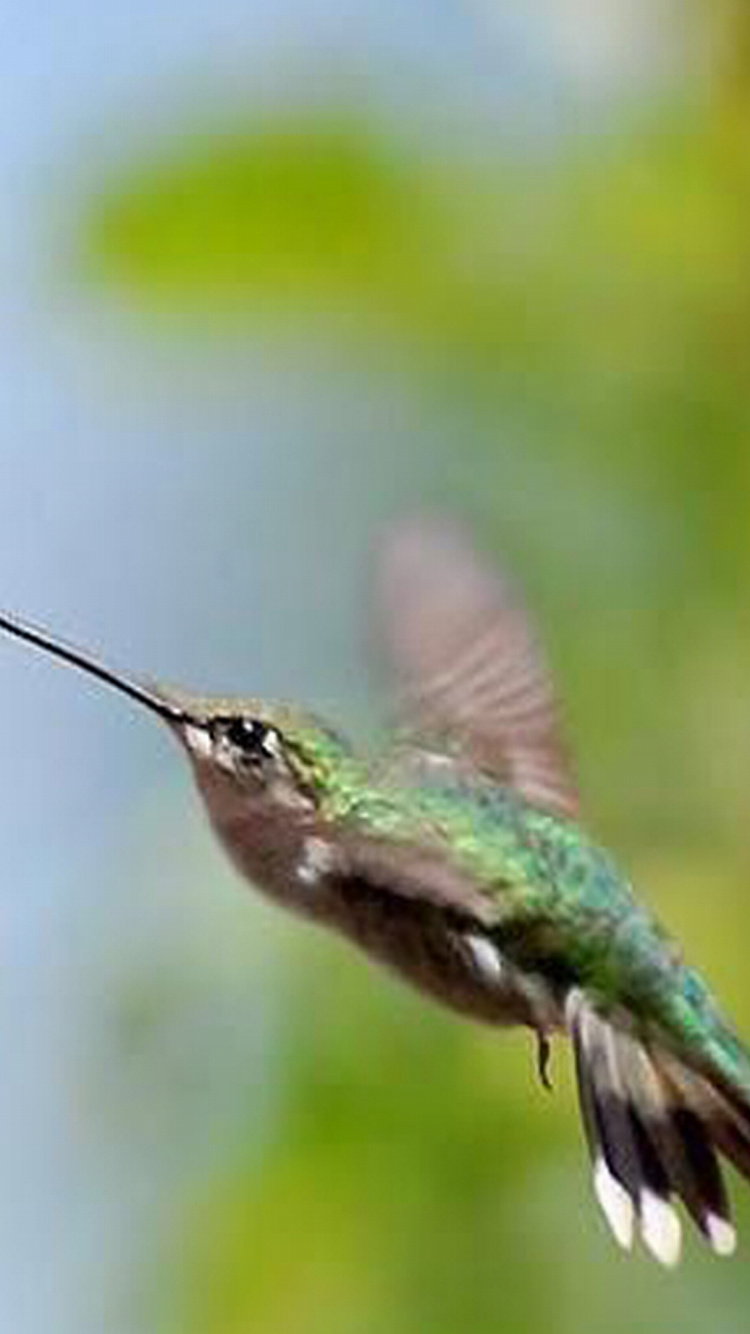 Colibri Vert et Marron. Wallpaper in 750x1334 Resolution
