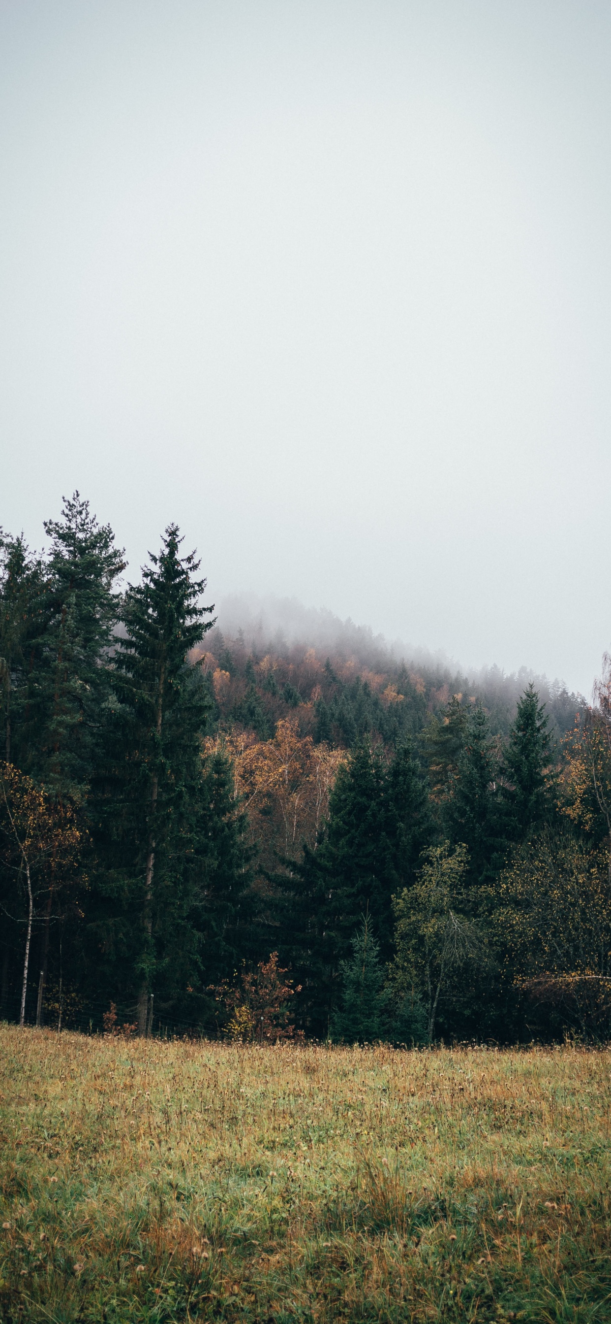 Tree, Nature, Natural Landscape, Natural Environment, Leaf. Wallpaper in 1242x2688 Resolution