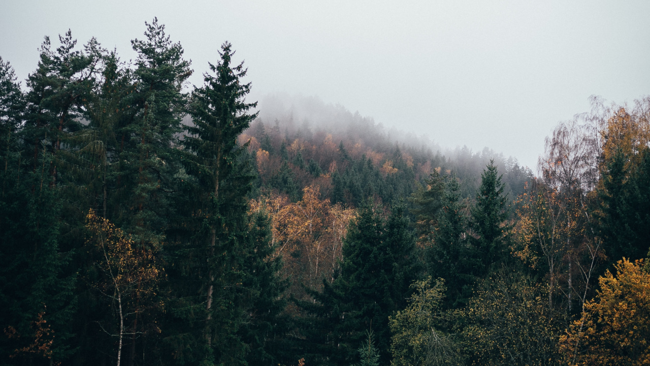 Tree, Nature, Natural Landscape, Natural Environment, Leaf. Wallpaper in 1280x720 Resolution